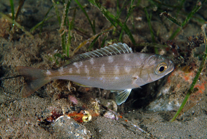 Pagellus acarne